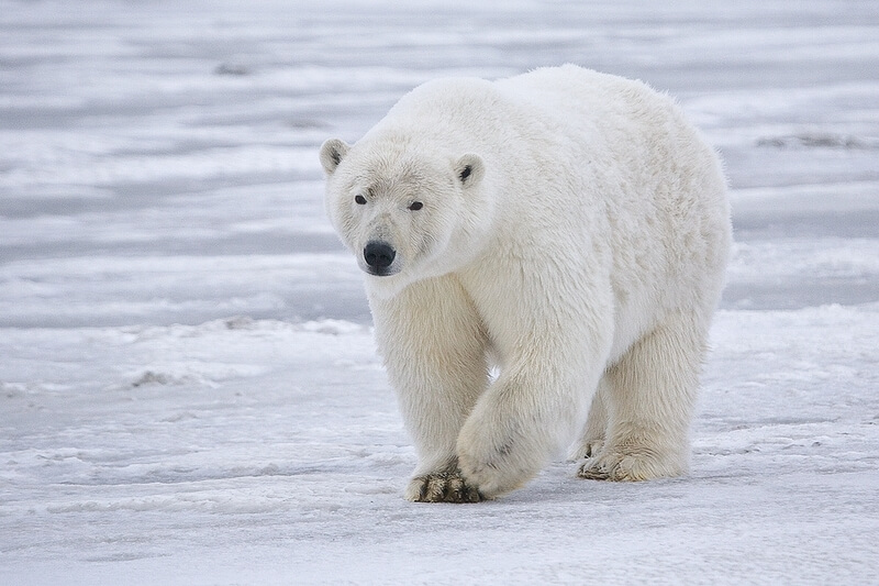 Picture from Wikimedia -- Polar Bear - Alaska.