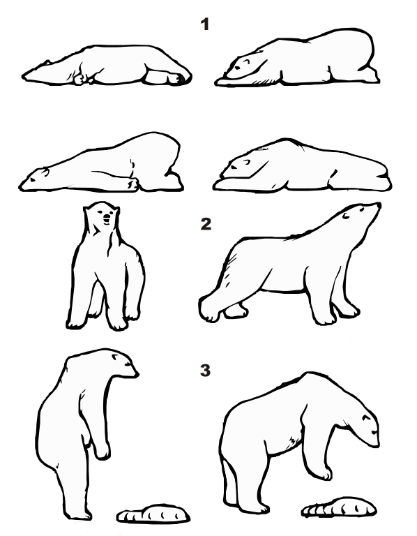 Picture from Wikimedia -- Ursus maritimus posture